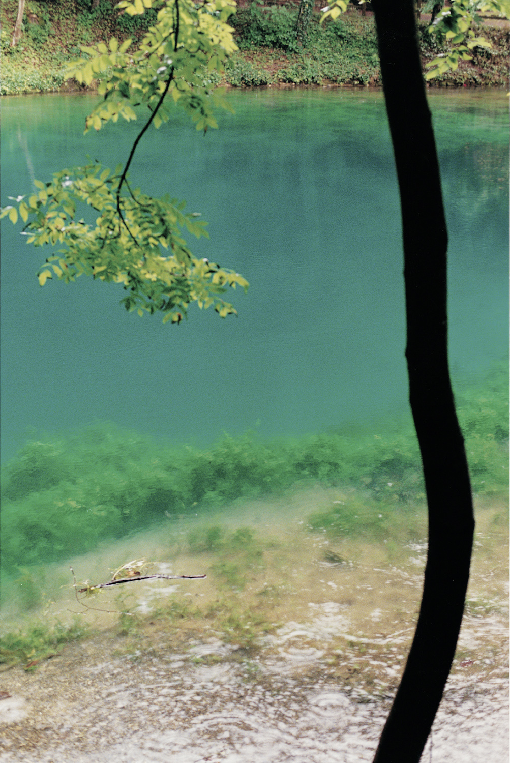 WOLFGANG TILLMANS BLAUTOPF, BAUM
